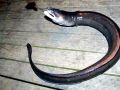 Conger Eel