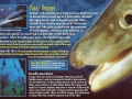 Conger Eel