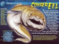 Conger Eel