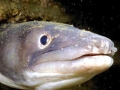 Conger Eel