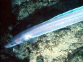 Conger Eel
