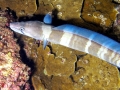 Conger Eel
