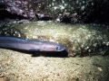 Conger Eel