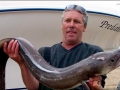 Conger Eel