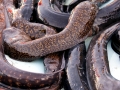 Conger Eel