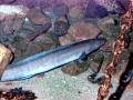 Conger Eel