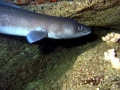 Conger Eel