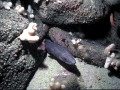Conger Eel