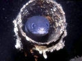 Conger Eel