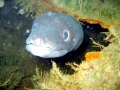 Conger Eel