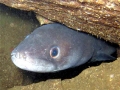 Conger Eel