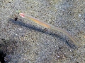 Conger Eel