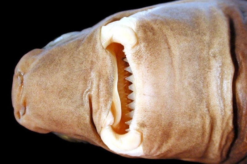 Cookie-Cutter Shark