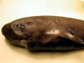 Cookie-Cutter Shark