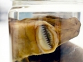 Cookie-Cutter Shark