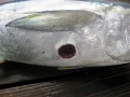 Cookie-Cutter Shark