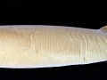 Cookie-Cutter Shark