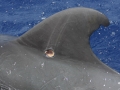 Cookie-Cutter Shark