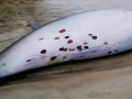 Cookie-Cutter Shark