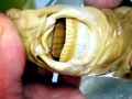 Cookie-Cutter Shark