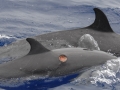 Cookie-Cutter Shark
