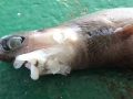 Cookie-Cutter Shark