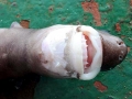 Cookie-Cutter Shark