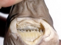 Cookie-Cutter Shark