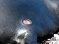 Cookie-Cutter Shark