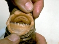 Cookie-Cutter Shark
