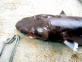 Cookie-Cutter Shark