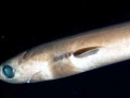 Cookie-Cutter Shark