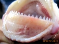 Cookie-Cutter Shark
