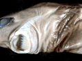 Cookie-Cutter Shark