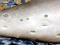 Cookie-Cutter Shark
