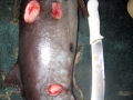 Cookie-Cutter Shark