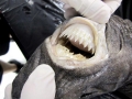 Cookie-Cutter Shark