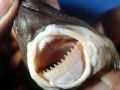 Cookie-Cutter Shark