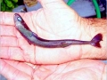 Cookie-Cutter Shark