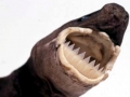 Cookie-Cutter Shark