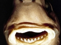 Cookie-Cutter Shark