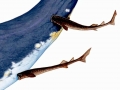 Cookie-Cutter Shark