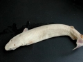 Cookie-Cutter Shark