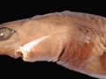 Cookie-Cutter Shark