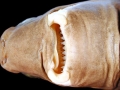Cookie-Cutter Shark