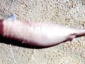 Cookie-Cutter Shark