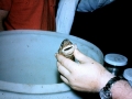 Cookie-Cutter Shark