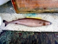 Cookie-Cutter Shark