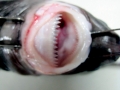 Cookie-Cutter Shark