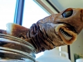 Cookie-Cutter Shark